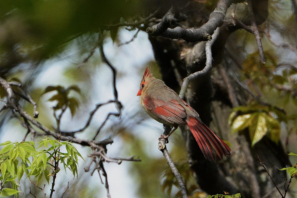 Cardinal, Northern, 2015-05207332 Point Pelee National Park, Ontario, CA..JPG - Northern Cardinal (f0). Point Pelee National Park, Ontario, CA, 5-20-2015